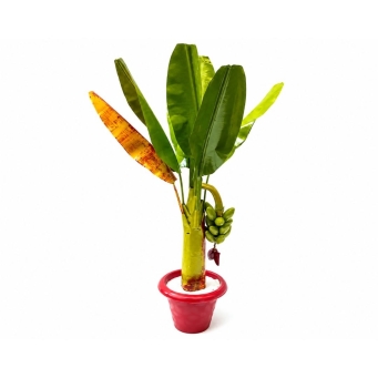 Artificial plants 